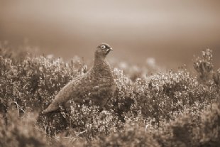 grouse for agri environmental tab